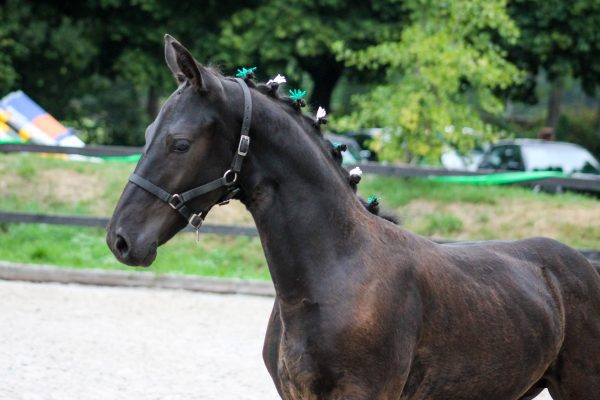 Regionale keuring Midden