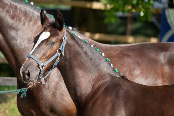 groninger paard veulen