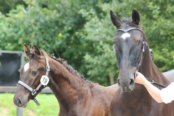 Programma nationale keuring 15 augustus